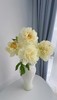 精品芍药花阳光女孩5支 商品缩略图5