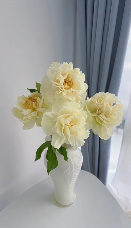 精品芍药花阳光女孩5支 商品图5