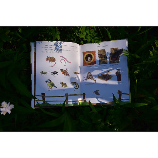 【独秀书香卡】魔法象·图画书王国  猫头鹰一家 4~12岁 儿童故事 儿童绘本 商品图4