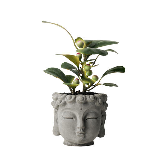 【菩提开悟】菩提+佛头盆+黑金沙+1包肥料/份  种好发货（福建仓） 商品图2