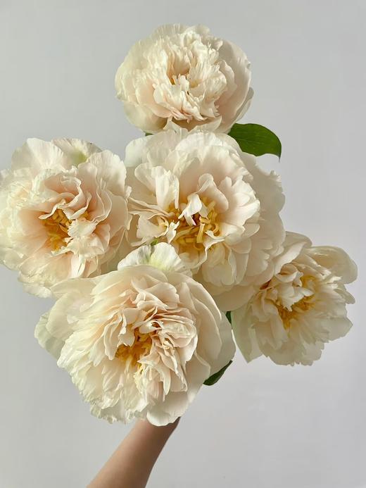 精品芍药花阳光女孩5支 商品图0