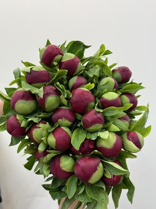 新西兰进口品种红色魅力芍药花 商品图11