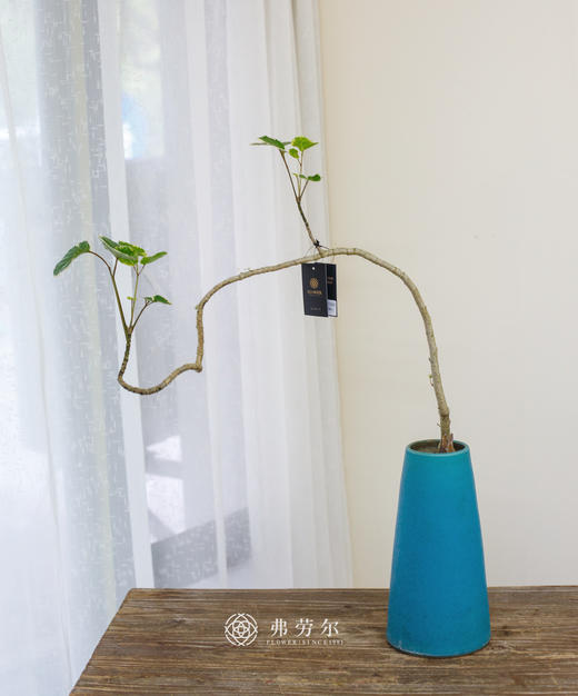 蓝盆花叶福禄桐 商品图0