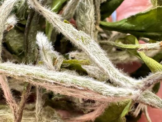 2025春 极枞·白小生 甜入骨  福鼎大白  俗称小白  一级牡丹  500克起 商品图3