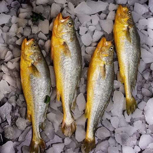 MM 山姆 深海大黄鱼4条装（单条净鱼重量≥250g） 商品图3