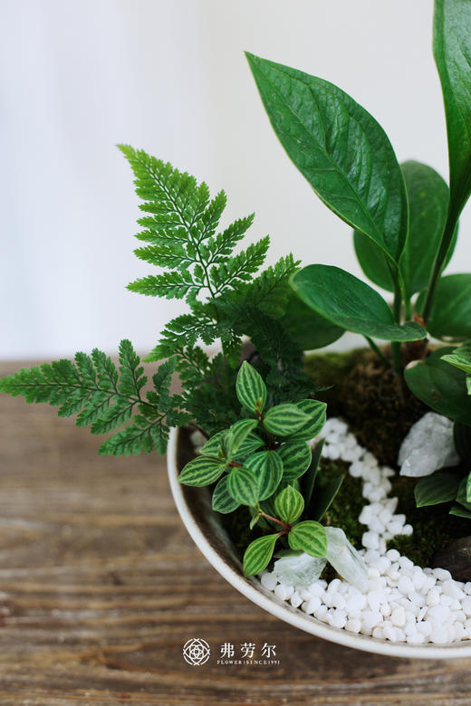 碟盆组合盆栽 商品图2