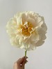 精品芍药花阳光女孩5支 商品缩略图4