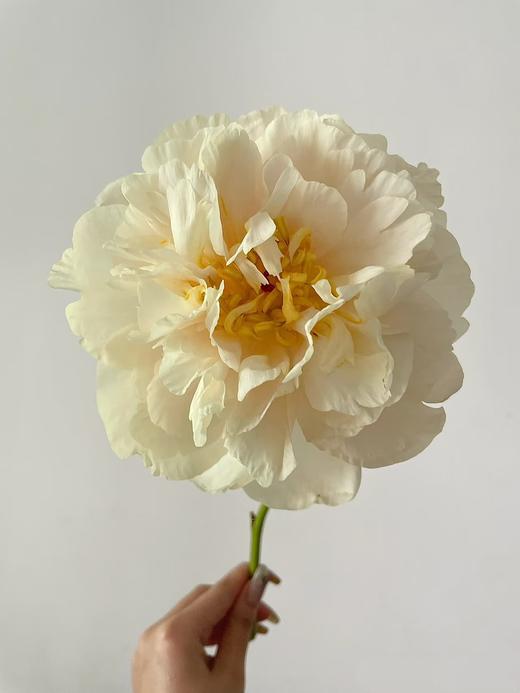 精品芍药花阳光女孩5支 商品图4