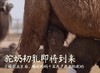 【优驼全家福100%纯驼奶】中欧双有机认证 低温喷粉低温锁鲜杀菌储存专利技术  来自新疆阿克苏柯坪县双驼峰骆驼 北纬41度黄金牧场 商品缩略图11