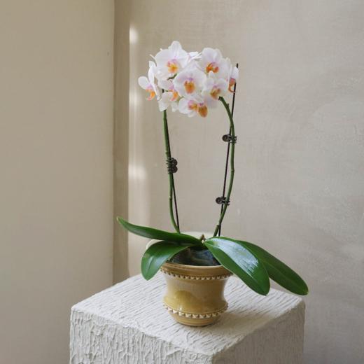 蝴蝶兰 Phalaenopsis 商品图2