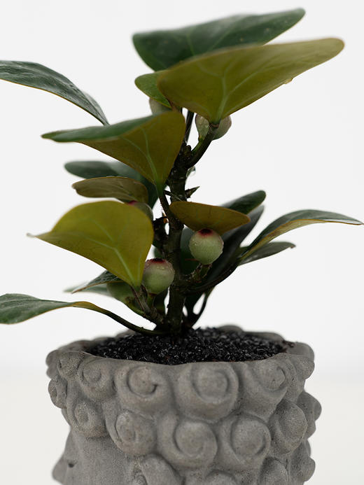 【菩提开悟】菩提+佛头盆+黑金沙+1包肥料/份  种好发货（福建仓） 商品图4