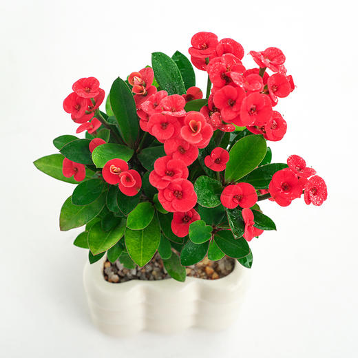 【虎刺梅】虎刺梅+九宫格盆+黄金沙+1包肥料/份 （福建仓） 商品图2