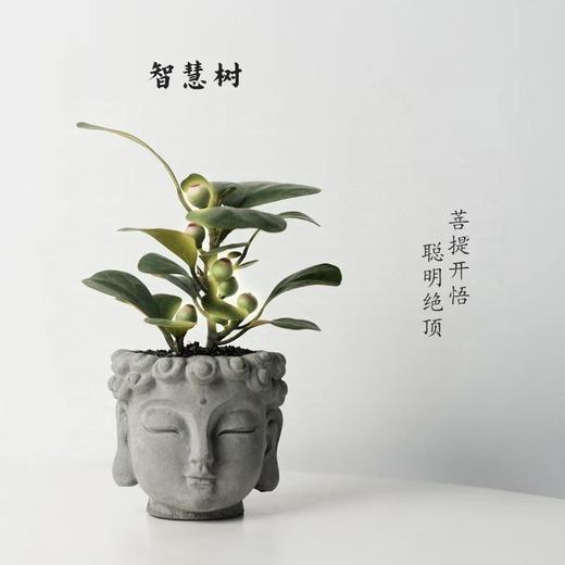 【菩提开悟】菩提+佛头盆+黑金沙+1包肥料/份  种好发货（福建仓） 商品图0