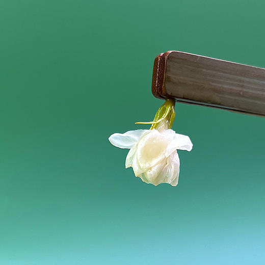 福利活动『横县茉莉花』茉莉雪球+带梗茉莉花干，芳香持久耐冲泡，茶汤透亮，娇如凝露，无香精、无熏硫 商品图5