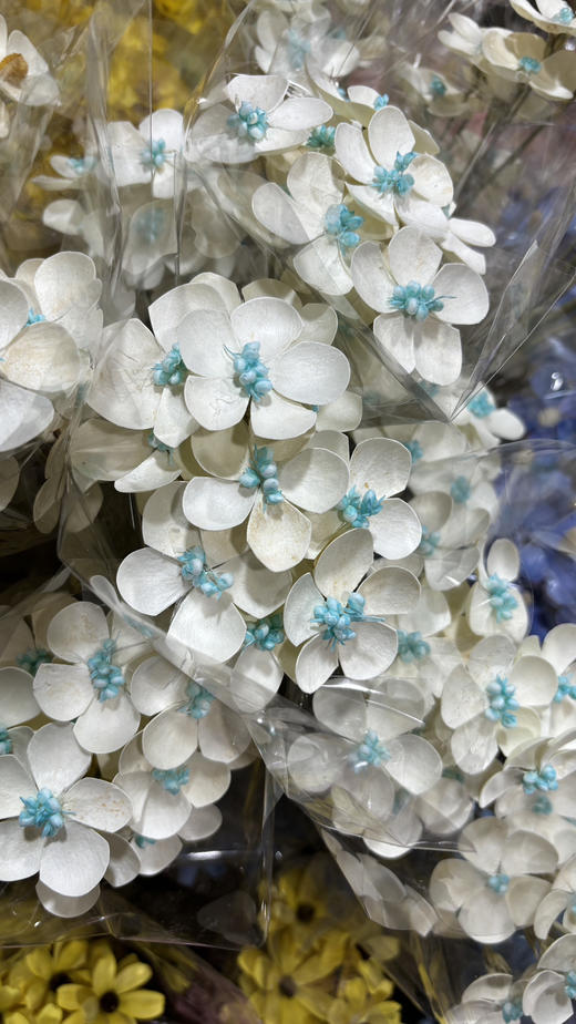 【永生花】网红干花紫罗兰  约10枝/扎 多色可选 商品图7