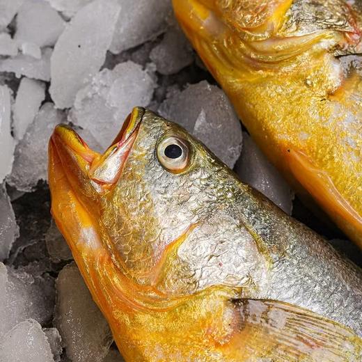 MM 山姆 深海大黄鱼4条装（单条净鱼重量≥250g） 商品图4