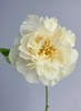 精品芍药花阳光女孩5支 商品缩略图1