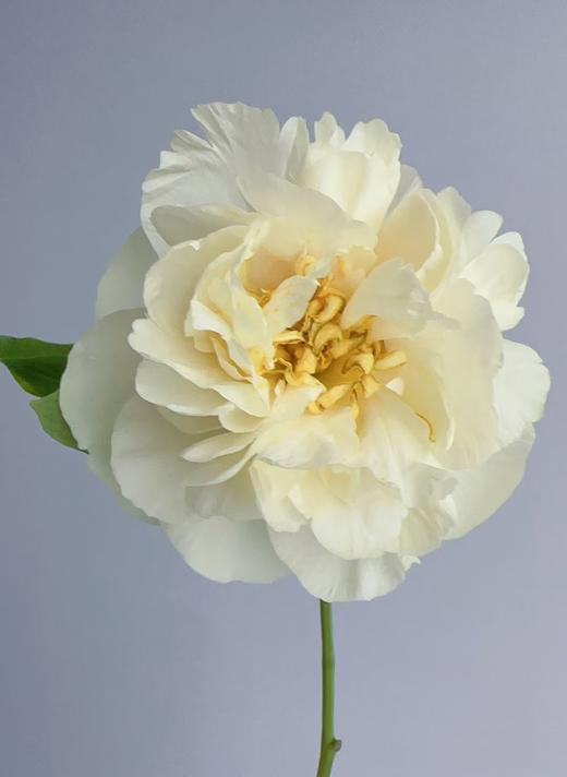 精品芍药花阳光女孩5支 商品图1
