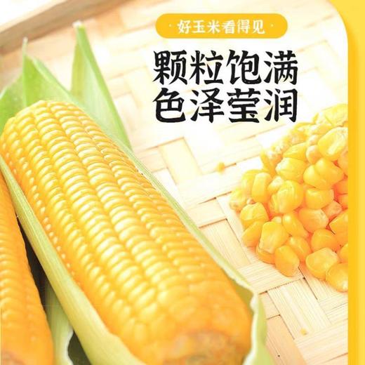 黄糯玉米(香甜真空软包) 商品图2