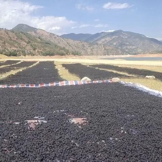 新疆黑桑葚干，头茬大果饱满成熟桑椹果，免洗桑葚枸杞桑椹子 商品图1