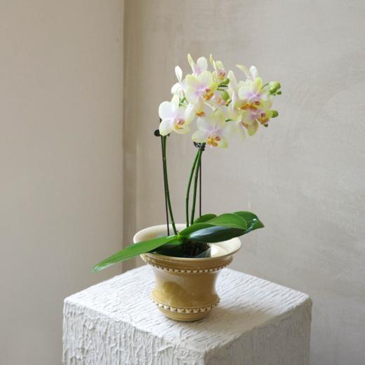 蝴蝶兰 Phalaenopsis 商品图0