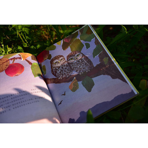 【独秀书香卡】魔法象·图画书王国  猫头鹰一家 4~12岁 儿童故事 儿童绘本 商品图6