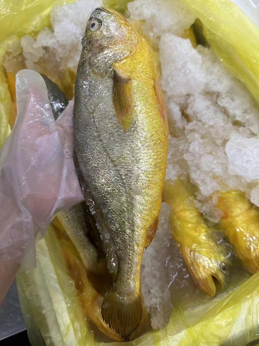 福建半野生大黄鱼35（1条约400-500g左右） 冰鲜，明天到 商品图6