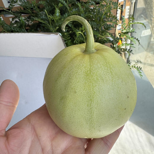 马连庄甜瓜 商品图1