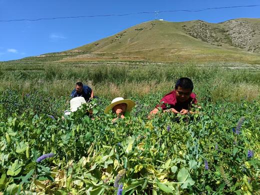 祁连山生态豌豆 商品图4