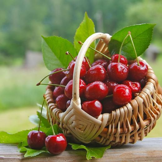 烟台美早大樱桃3J特大果/5J果王 商品图2