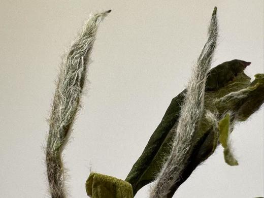 2025春 极枞·白小生 甜入骨  福鼎大白  俗称小白  一级牡丹  500克起 商品图4