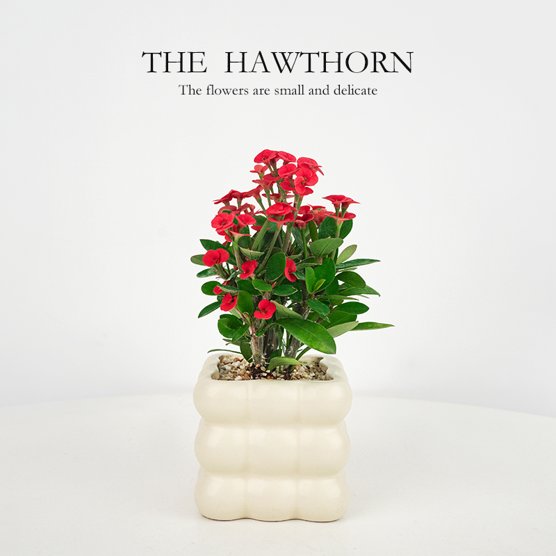 【虎刺梅】虎刺梅+九宫格盆+黄金沙+1包肥料/份 （福建仓）