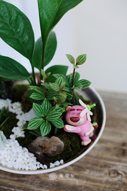 碟盆组合盆栽 商品图1