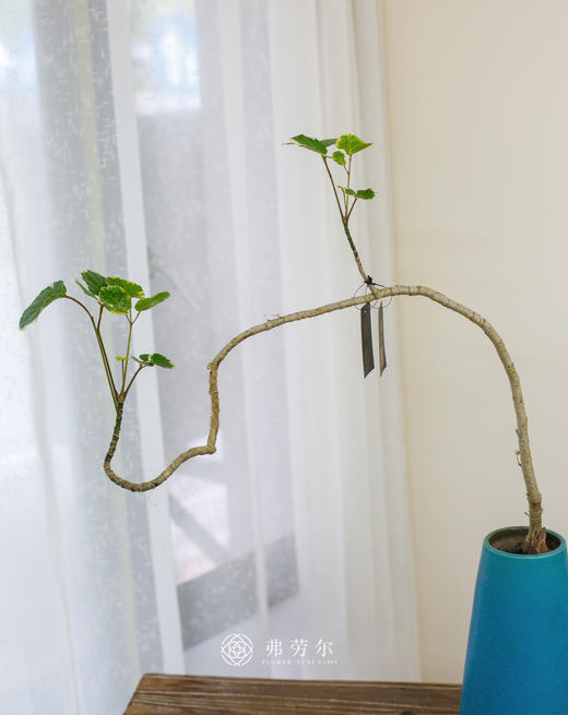 蓝盆花叶福禄桐 商品图2