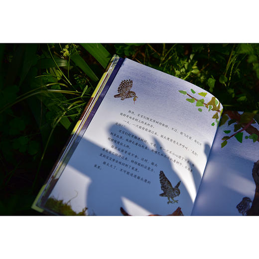 【独秀书香卡】魔法象·图画书王国  猫头鹰一家 4~12岁 儿童故事 儿童绘本 商品图5