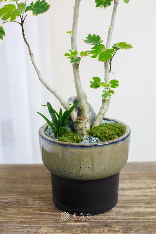 花叶福禄桐 商品图2