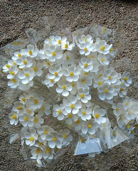 【永生花】网红干花紫罗兰  约10枝/扎 多色可选