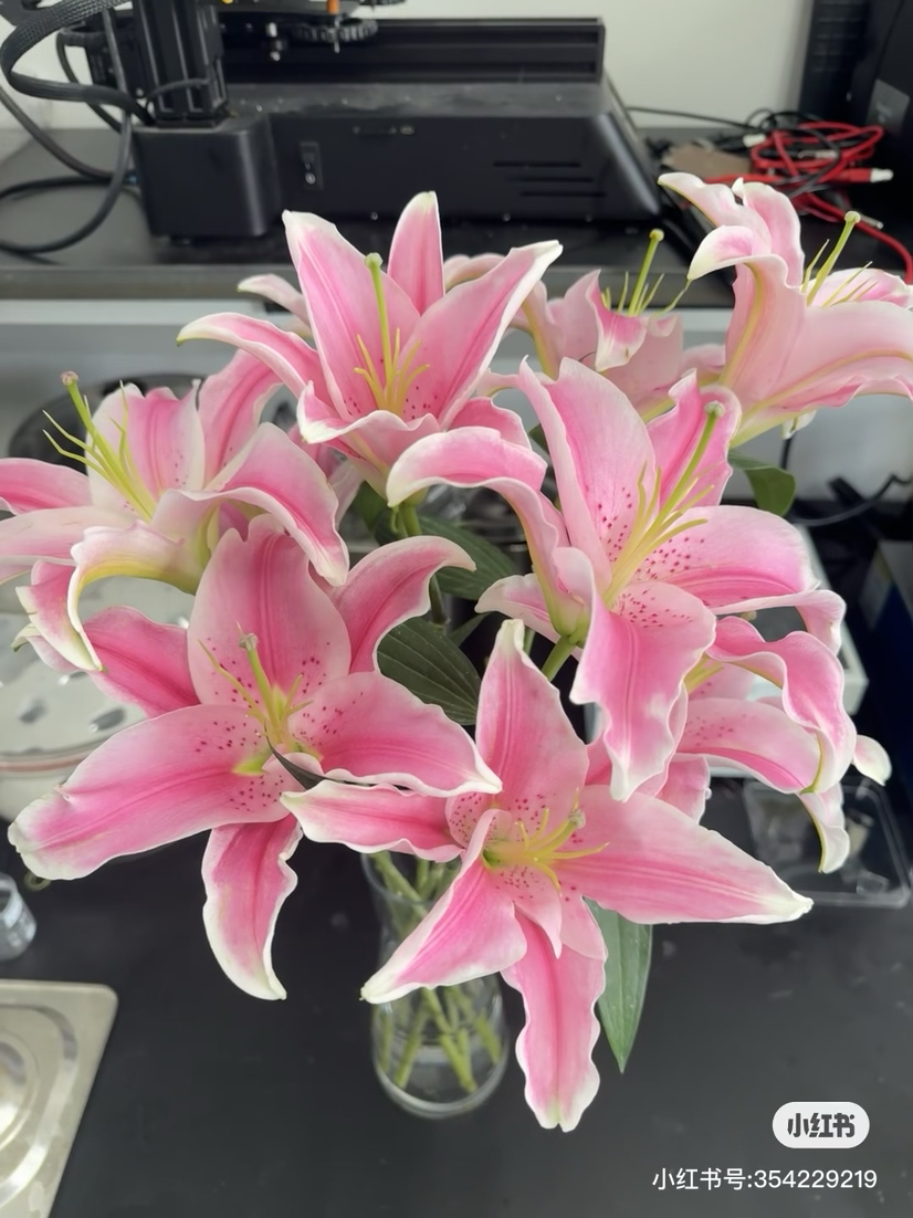 双头粉百合（索尔邦）