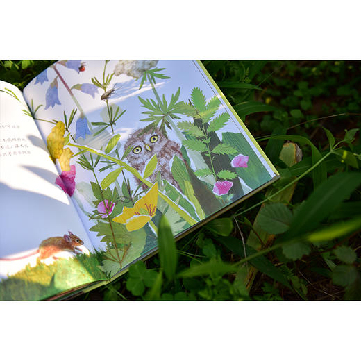 【独秀书香卡】魔法象·图画书王国  猫头鹰一家 4~12岁 儿童故事 儿童绘本 商品图7