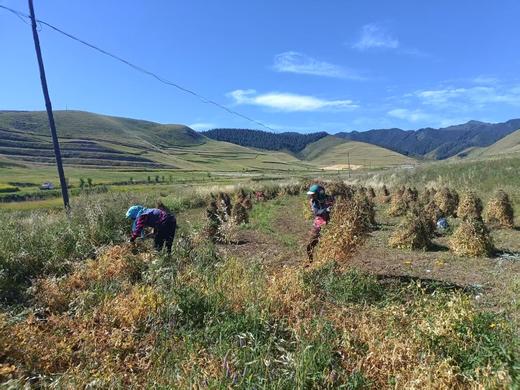 祁连山生态豌豆 商品图3