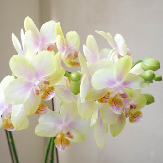 蝴蝶兰 Phalaenopsis 商品图1