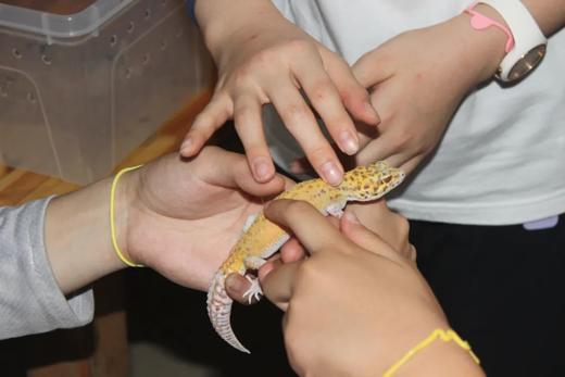 寻找奥森暗夜小精灵 商品图4