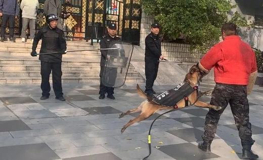 【3H工作时长】春节贺岁专场 · 给工作犬包饺子去！《工作犬少年驯导师》萌趣默契 ~ 喜迎吉年！ 商品图1