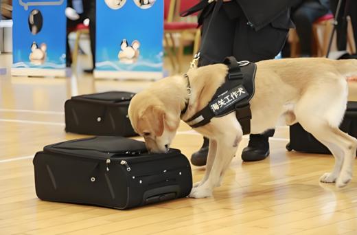 【3H工作时长】春节贺岁专场 · 给工作犬包饺子去！《工作犬少年驯导师》萌趣默契 ~ 喜迎吉年！ 商品图4