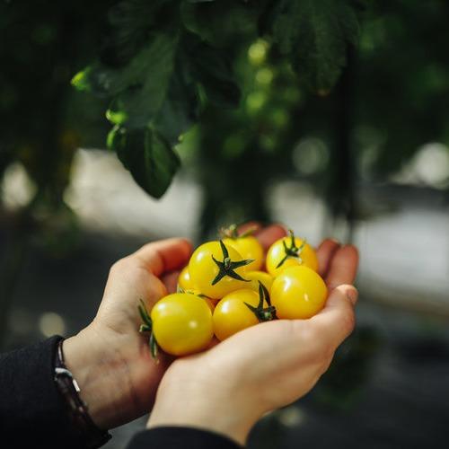 每年就惦记这一口脆爽【柿小愿 多彩小番茄】混水果圈的小番茄 颗颗饱满 晶莹剔透 满口爆汁 根本停不下来！ 商品图8