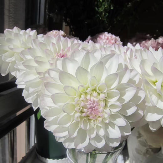 大丽花.伊芙琳 商品图0