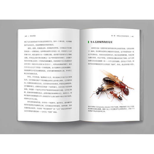 《蚂蚁帝国》 商品图2