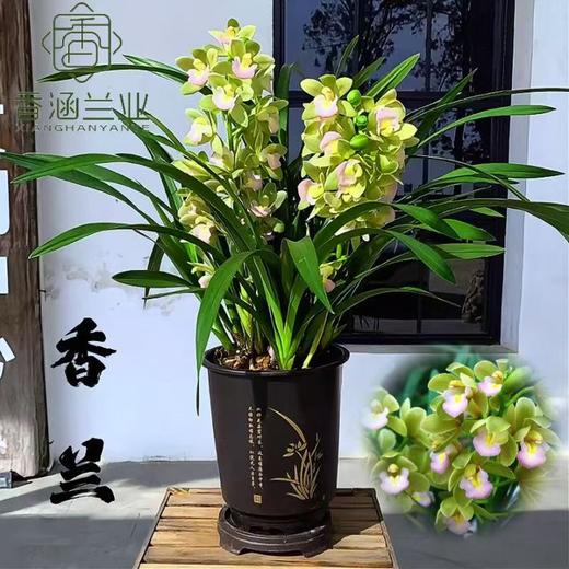 大花蕙兰香兰阳台客厅兰花绿植精品 商品图1