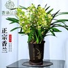 大花蕙兰香兰阳台客厅兰花绿植精品 商品缩略图0