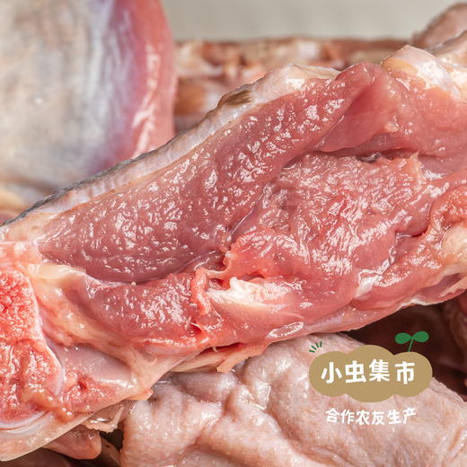 生态散养马岗鹅 | 合作农友生产，产自广州从化，生产者：郭锐 *【公平贸易农人定价】 商品图11